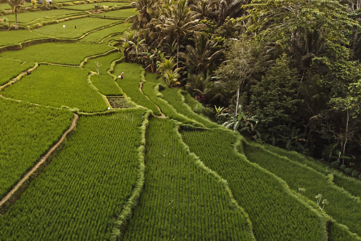 Bali rice terraces with palm trees