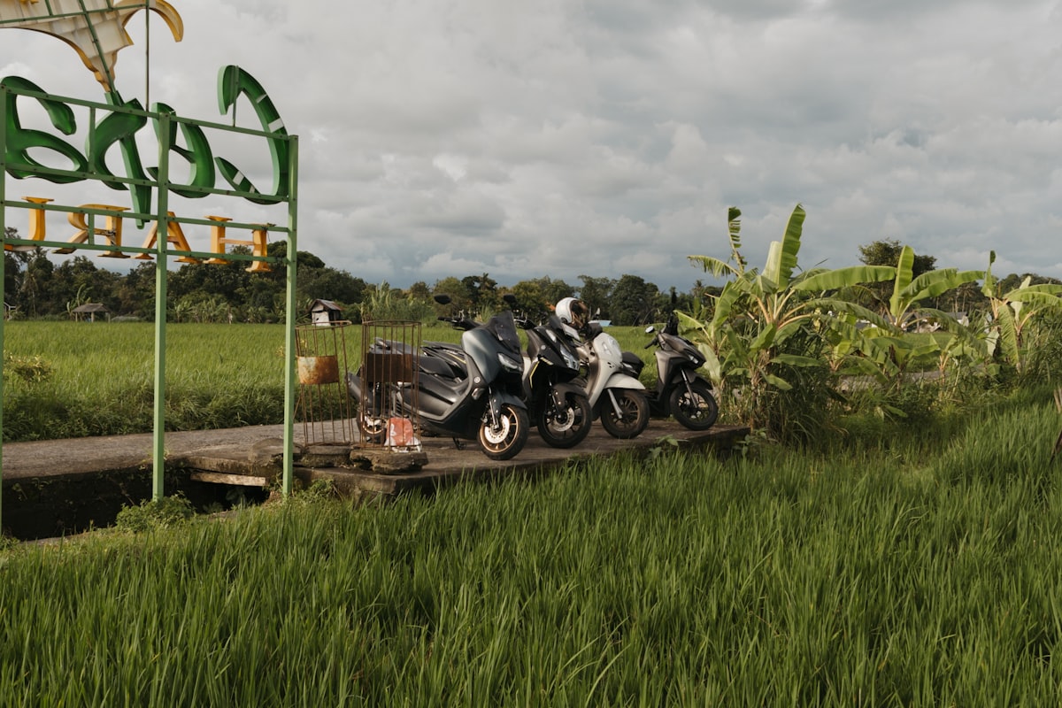 Canggu rice paddies with surfers in the background