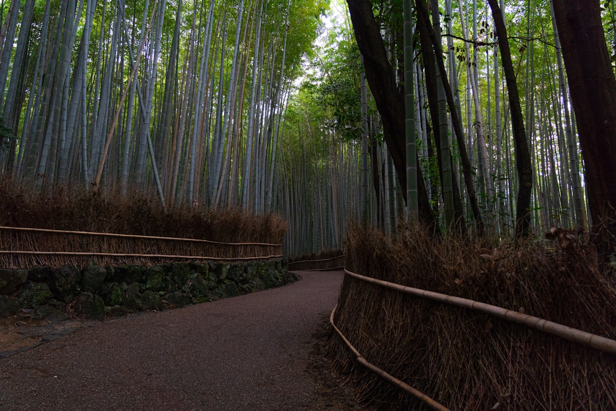 Kyoto bamboo grove in Arashiyama with morning light